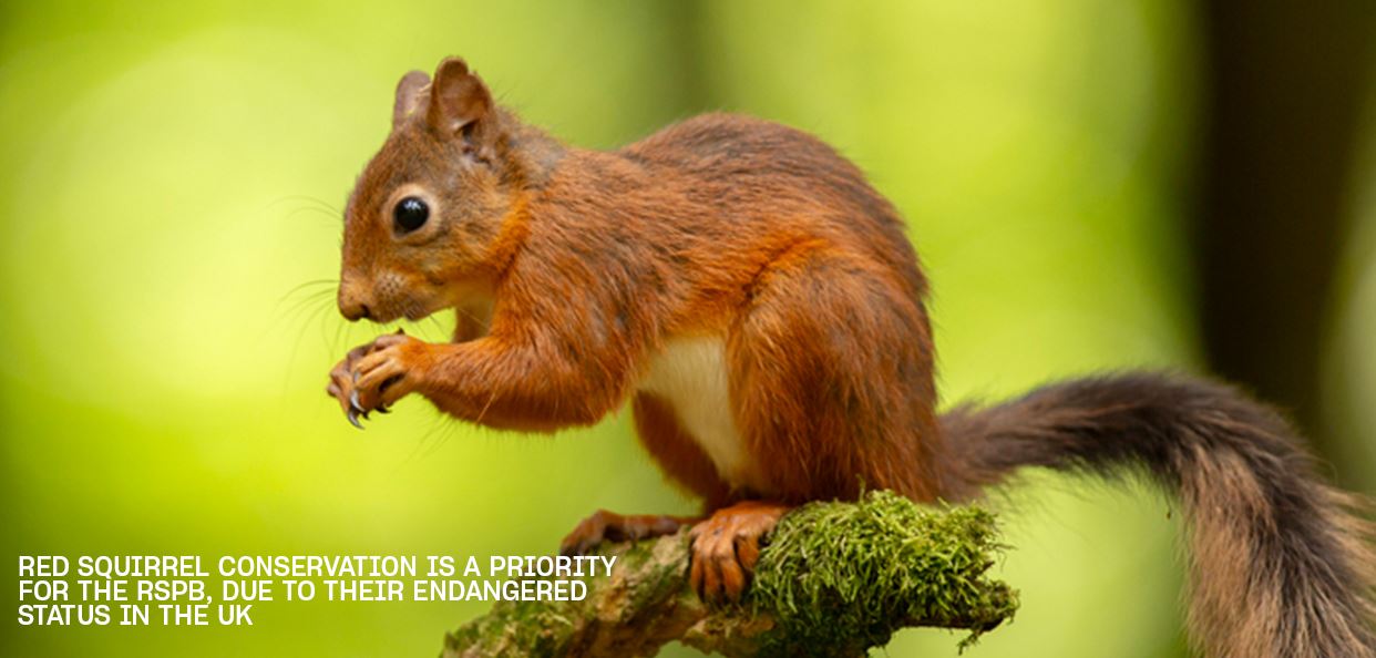 Image of a red squirrel on moss, with caption about its endangered status and RSPB’s conservation efforts